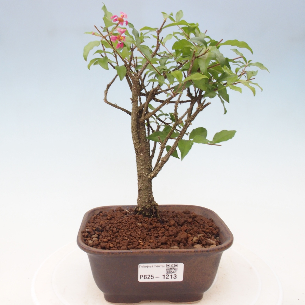 Bonsai pokojowe - Malpighia coccigera - Wiśnia Barbdorska