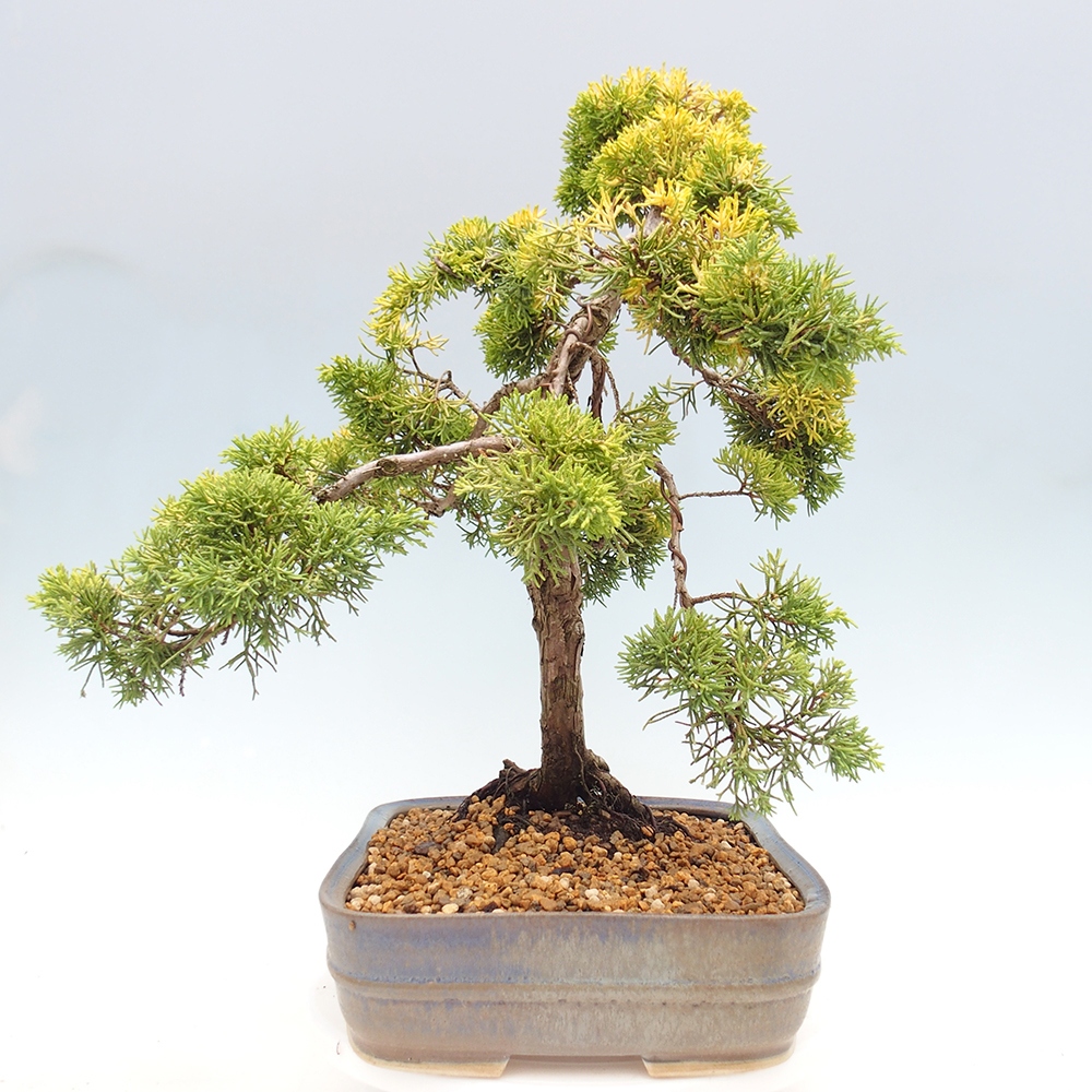 Bonsai plenerowe - Juniperus chinensis plumosa aurea - chiński jałowiec złoty