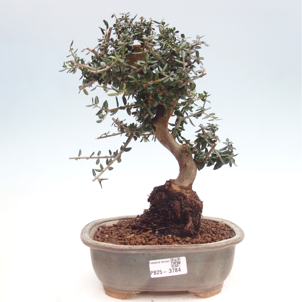 Bonsai do wnętrz - Olea europaea sylvestris