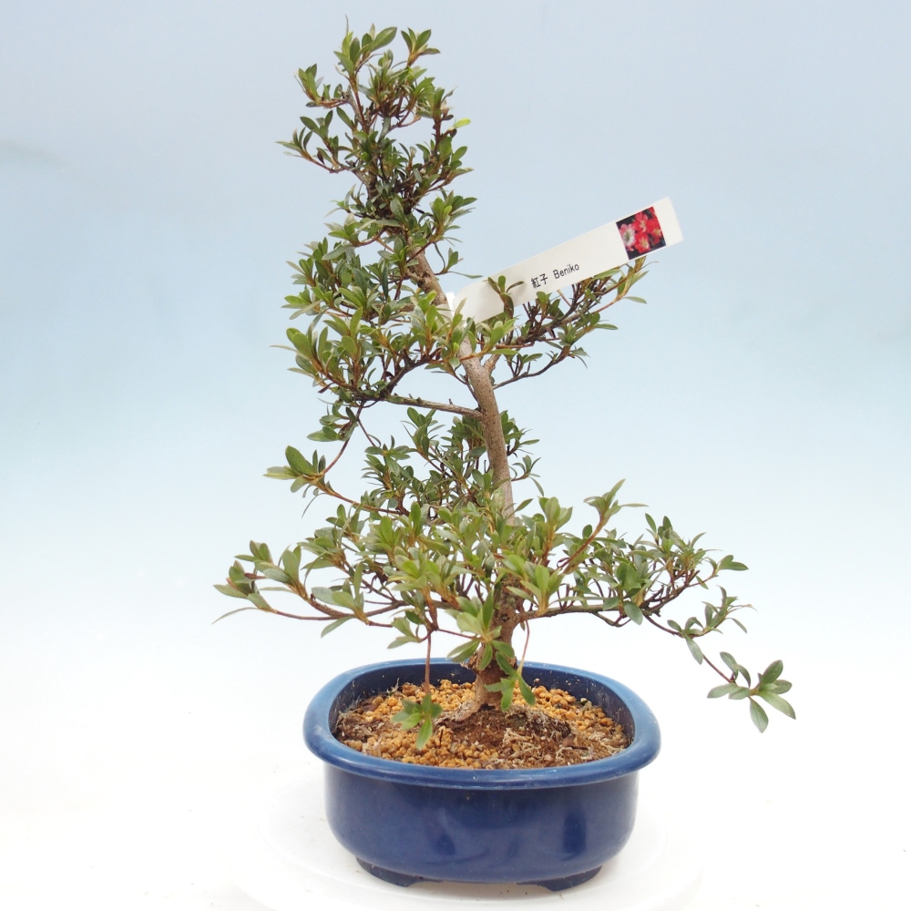 Bonsai zewnętrzne - Azalia japońska - Azalia Beniko
