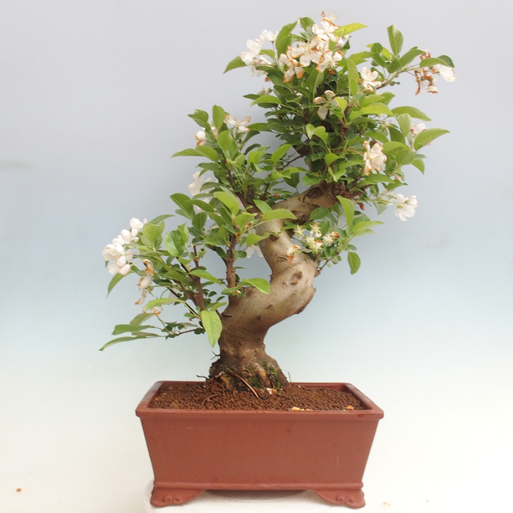 Bonsai plenerowe - Malus Halliana - Jabłoń drobnoowocowa