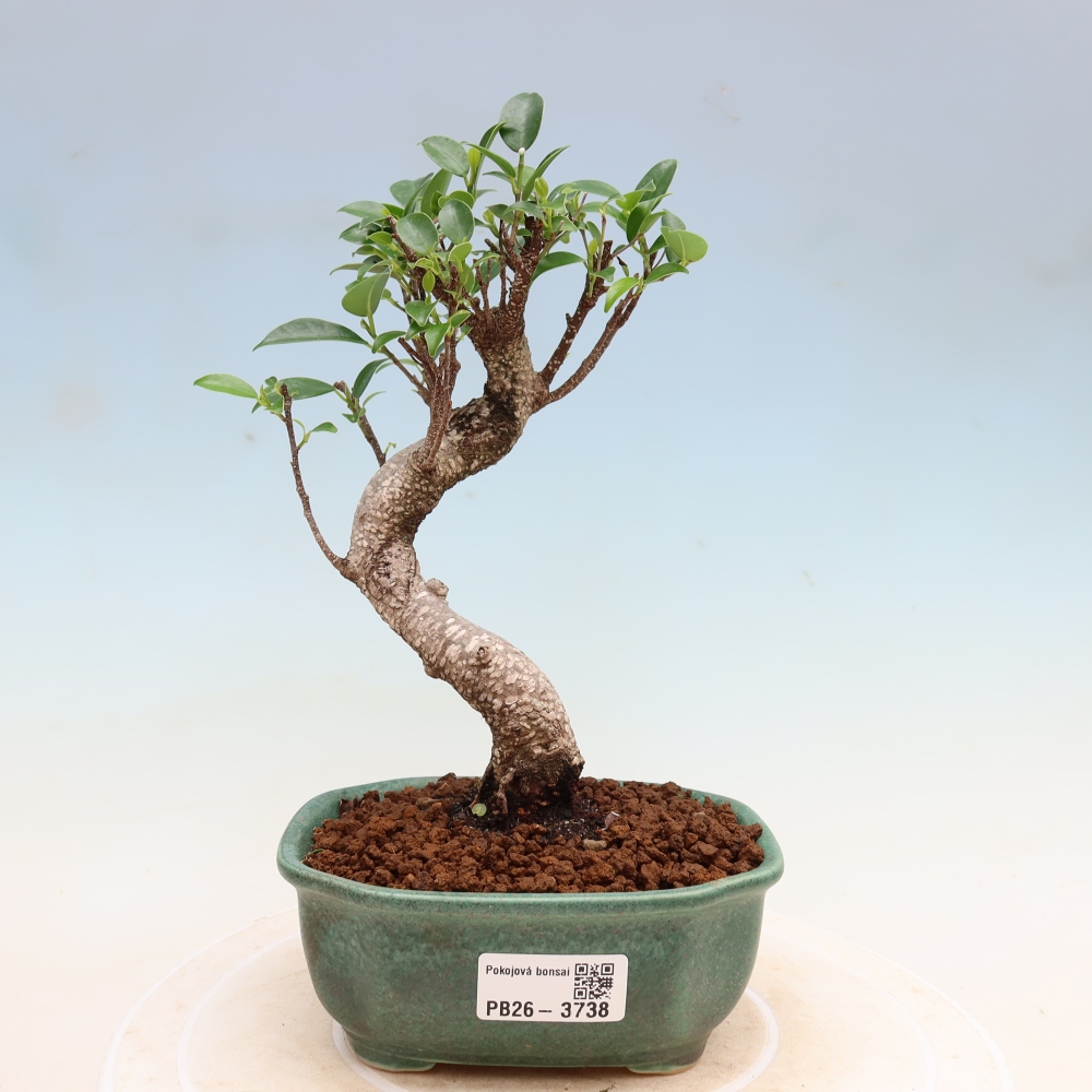 Pokój bonsai - Ficus kimmen - figowiec drobnolistny