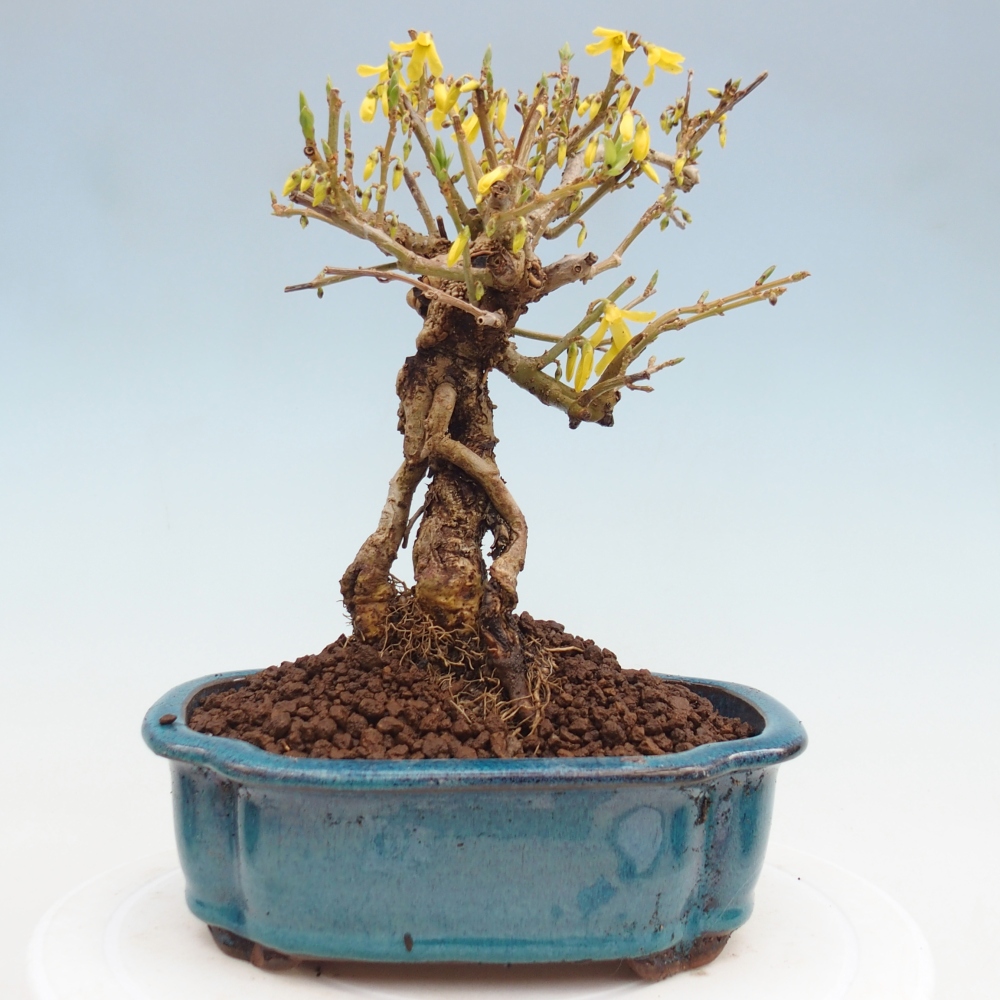 Outdoor bonsai - Zlatice - Forsycja koreańska