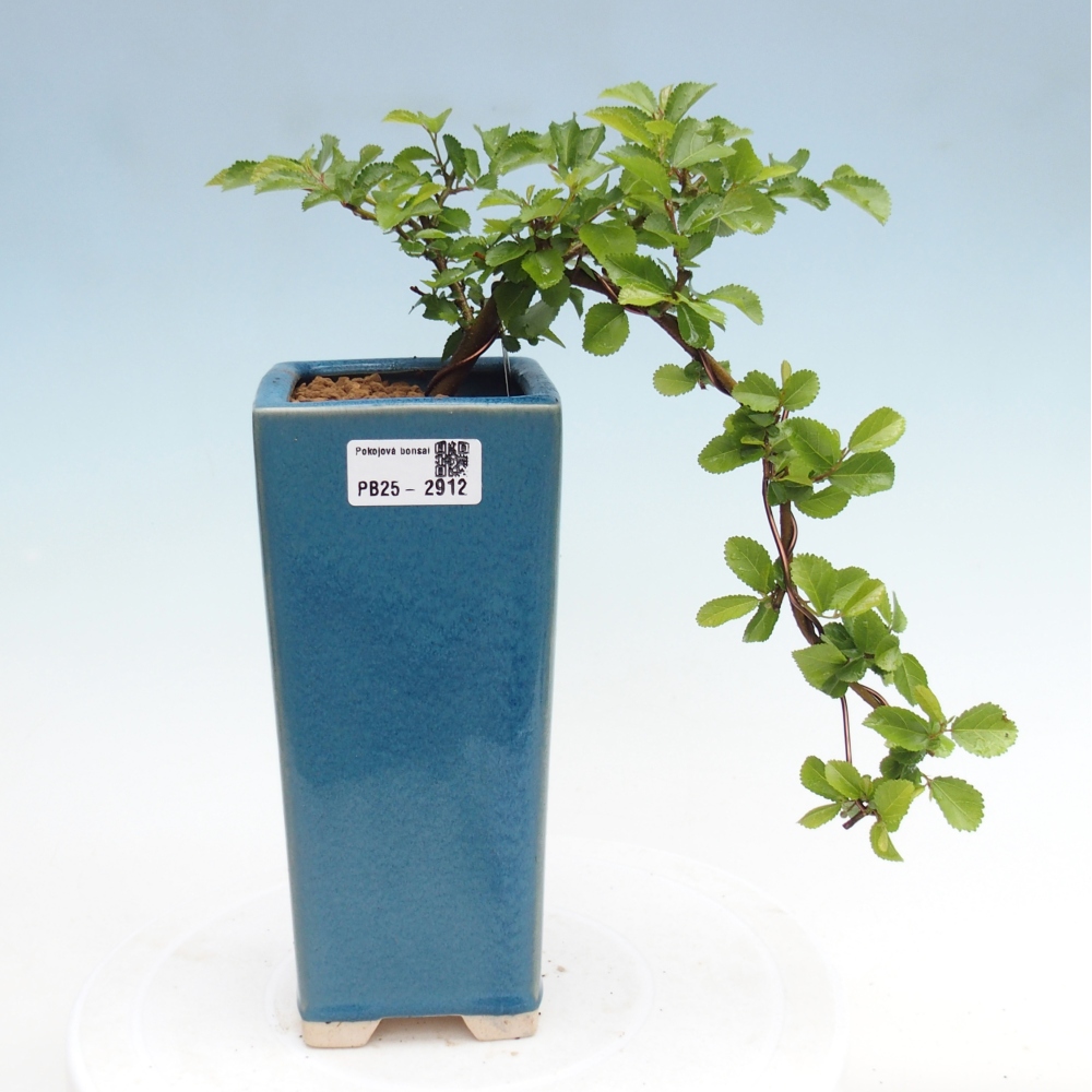 Kryty bonsai - Grewia occidentalis - Lawendowa gwiazda