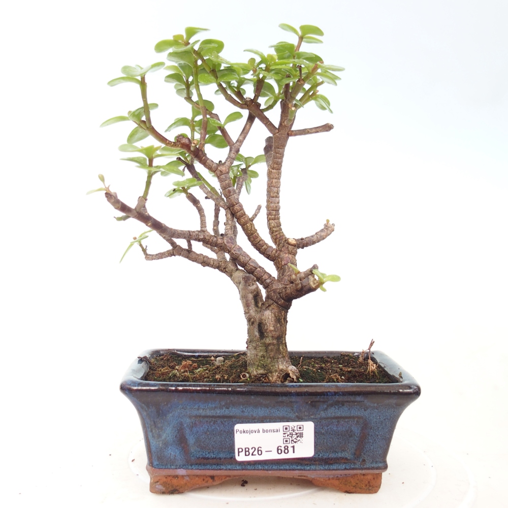 Pokój bonsai - Portulakaria Afra - Tlustice