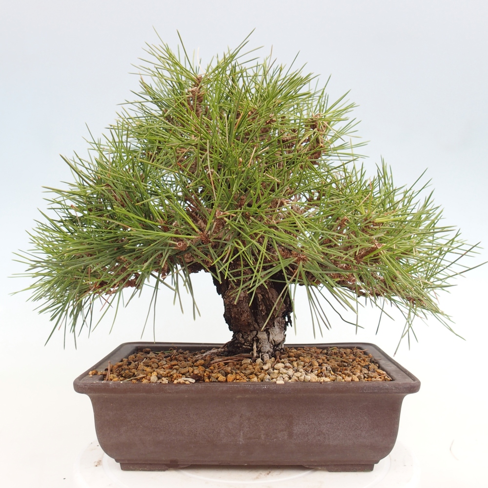 Outdoor bonsai - Pinus thunbergii - sosna Thunberga