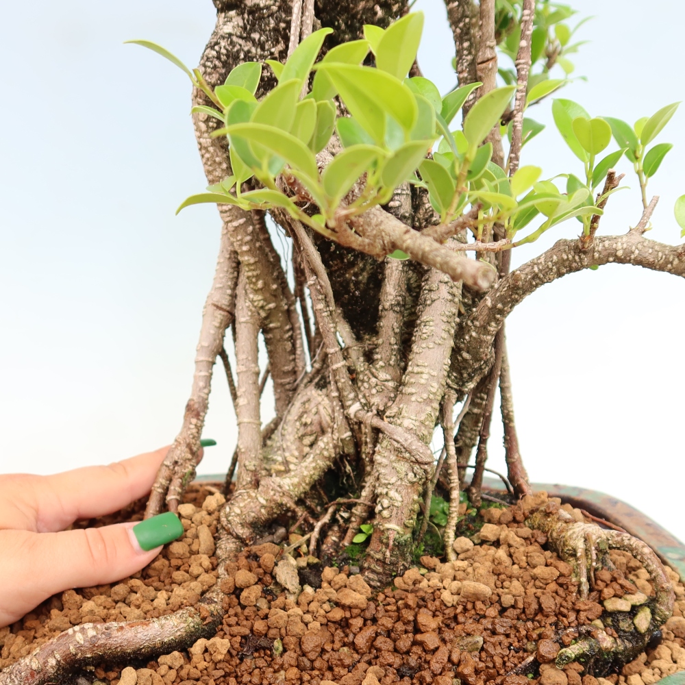 Pokój bonsai - Ficus kimmen - figowiec drobnolistny
