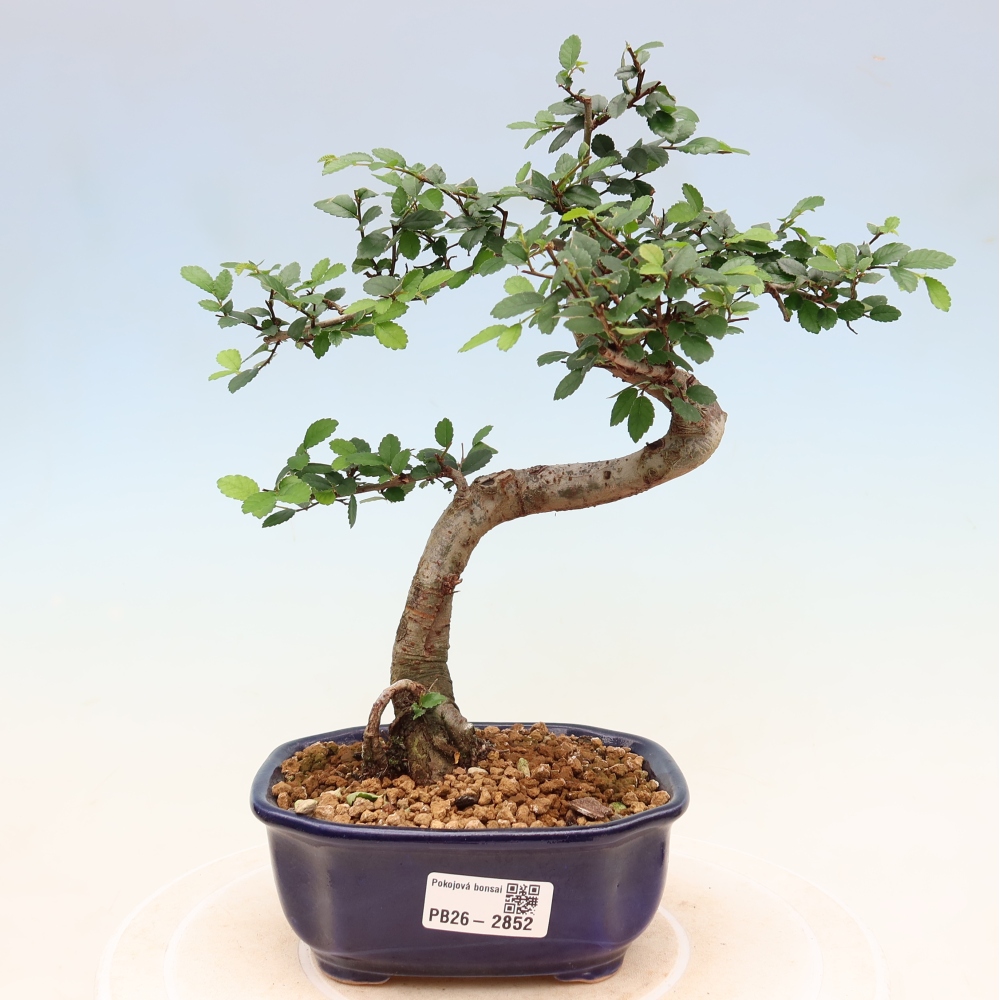 Pokój bonsai - Ulmus parvifolia - Wiąz drobnolistny
