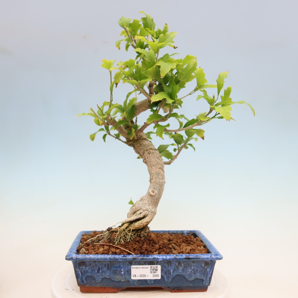 Bonsai ogrodowe – Hibiscus syriacus – hibiskus syryjski