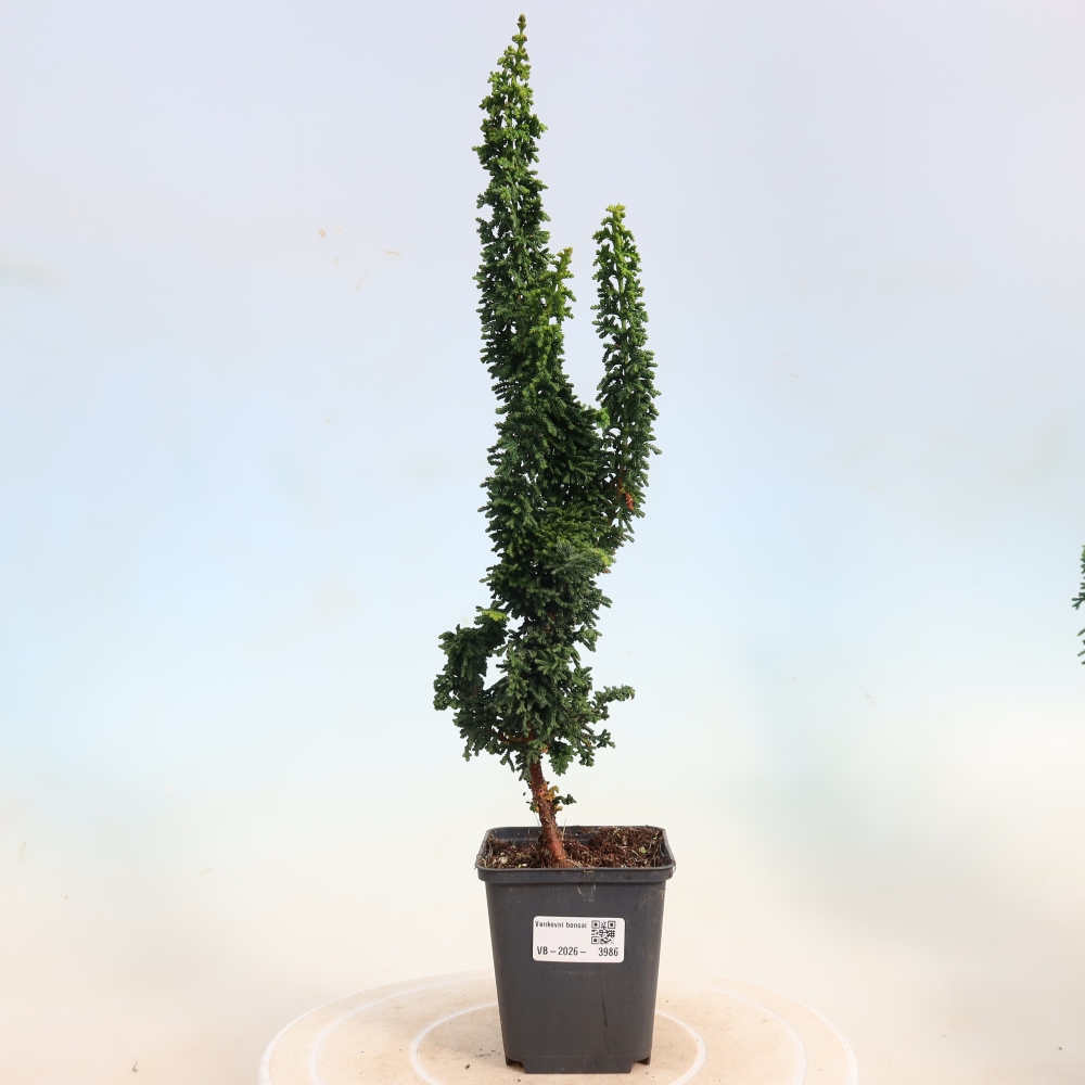 Bonsai zewnętrzne - Cham. obtusa SEKKA HINOKI - Cyprys