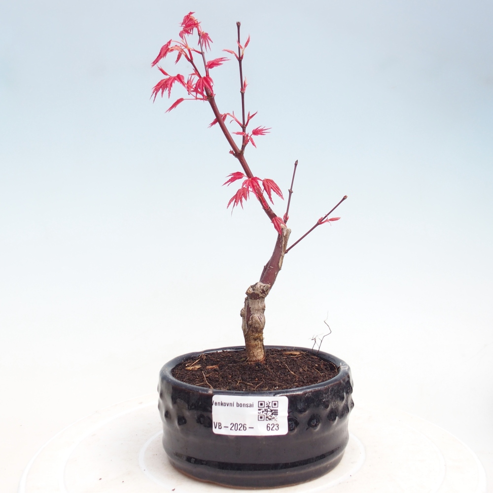 Outdoor bonsai - Acer palmatum DESHOJO