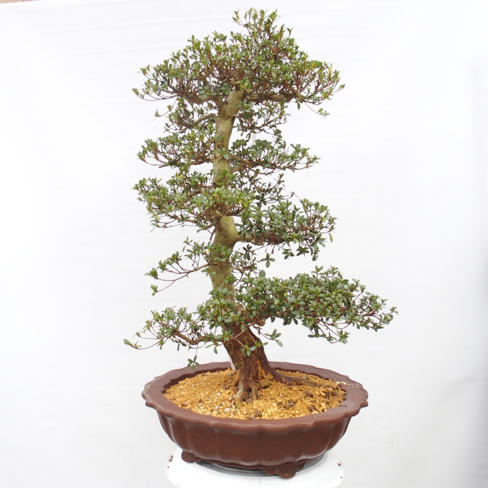 Outdoor bonsai - Azalia japońska - Azalia Shikou