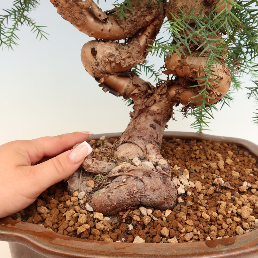 Bonsai domowe – araukaria – domowa sosenka
