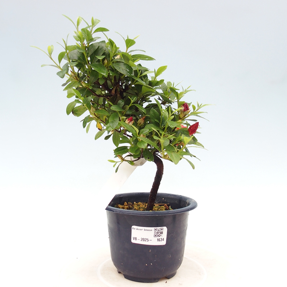 Bonsai zewnętrzne - Azalia japońska - Azalia Benibeni