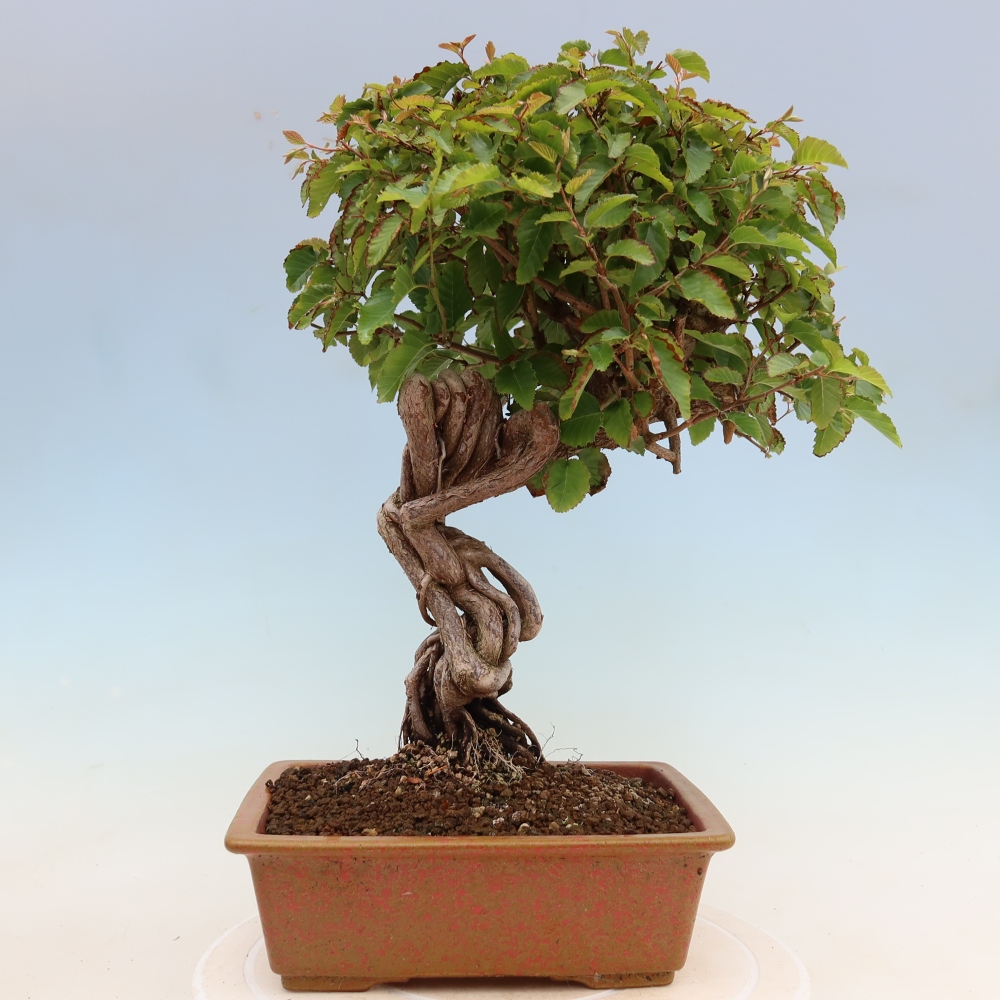 Outdoor bonsai - Carpinus coreana - grab koreański