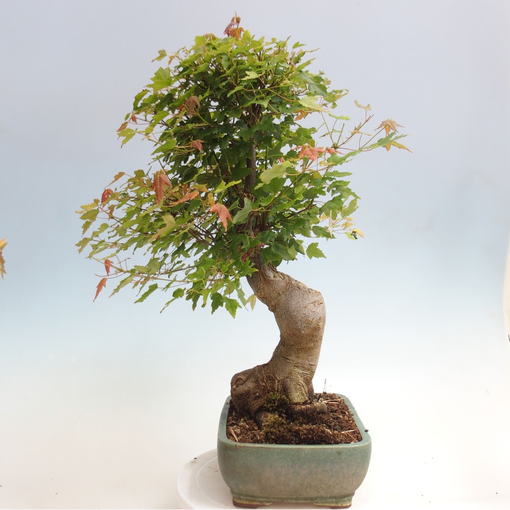 Outdoor bonsai - Maple Buergerianum - Burger Maple