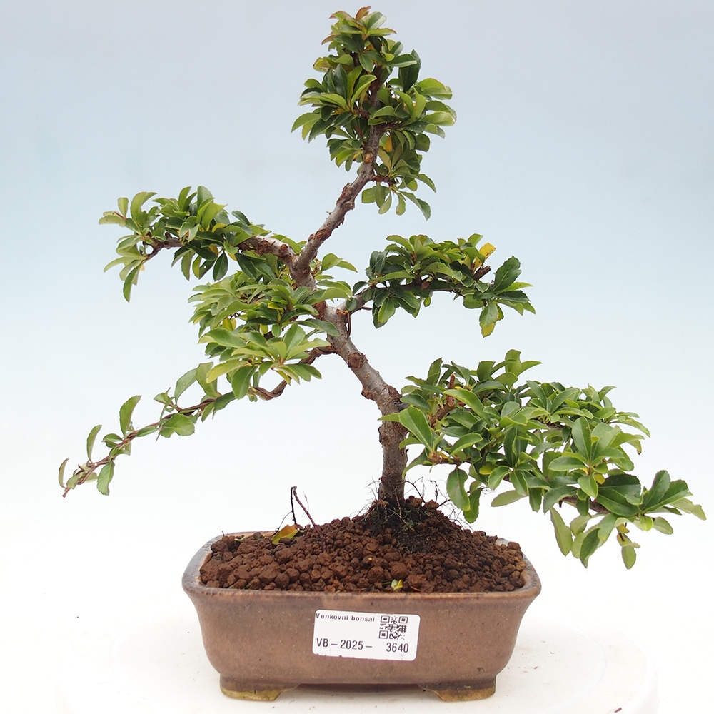 Outdoor bonsai-Pyracantha Teton -Hlox