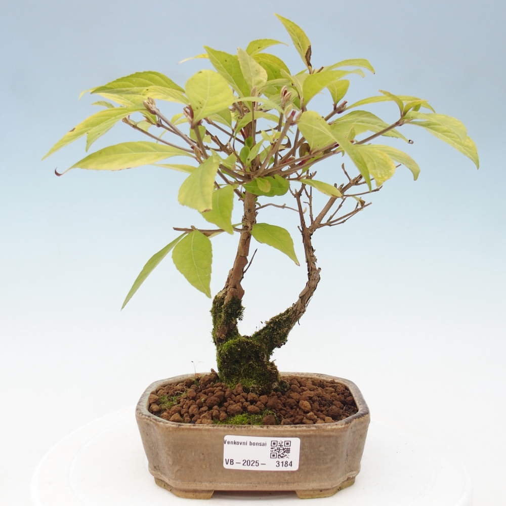 Outdoor bonsai - callicarpa jap Leucocarpa
