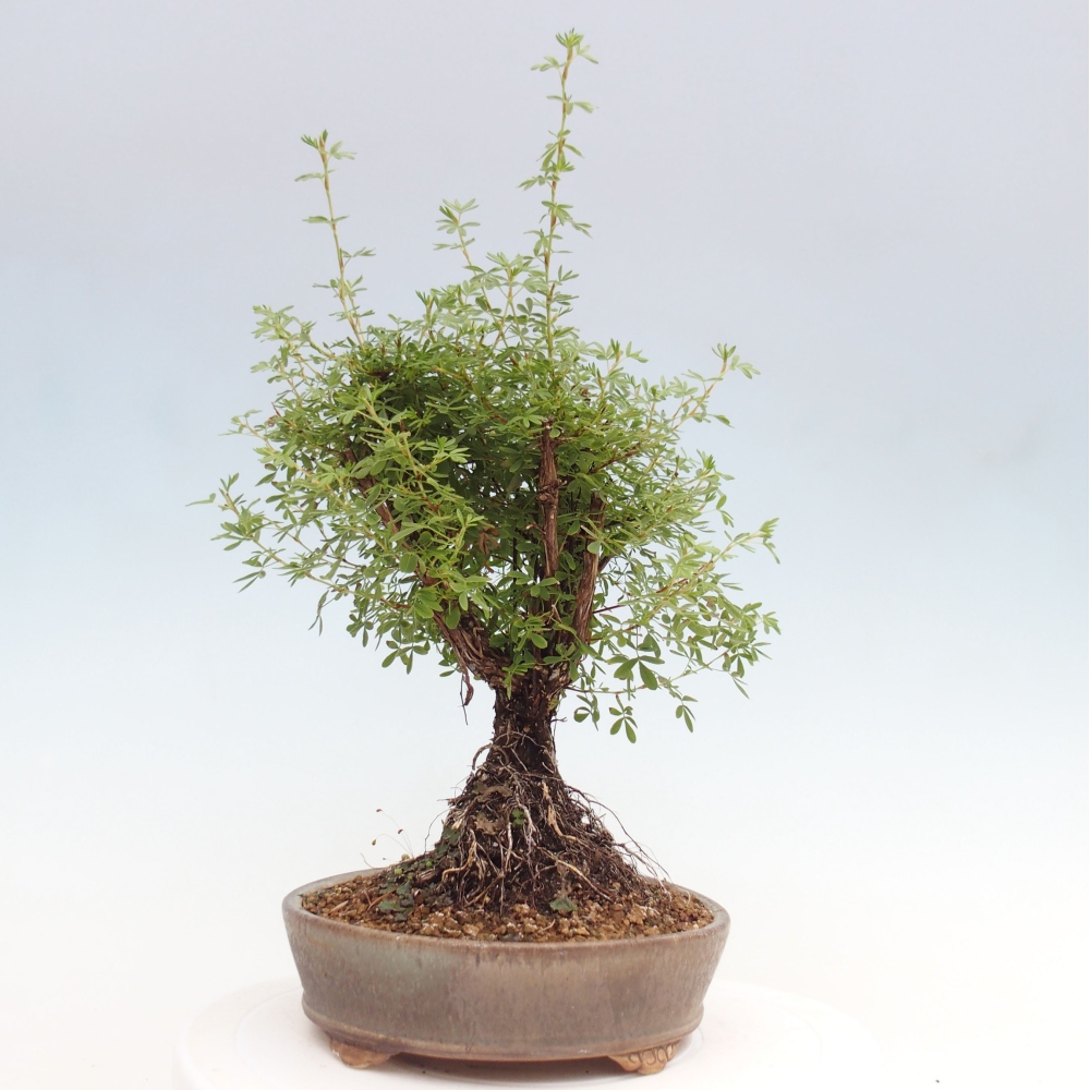 Outdoor bonsai-Pięciolistnik - Potentila fruticosa żółty Ptak