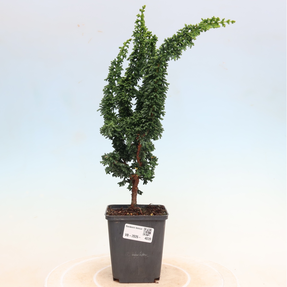Bonsai zewnętrzne - Cham. obtusa SEKKA HINOKI - Cyprys