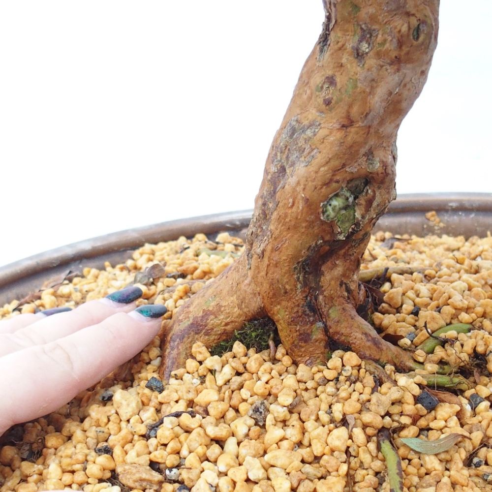 Bonsai zewnętrzne - Azalia japońska - Azalia Hanatsuzuri