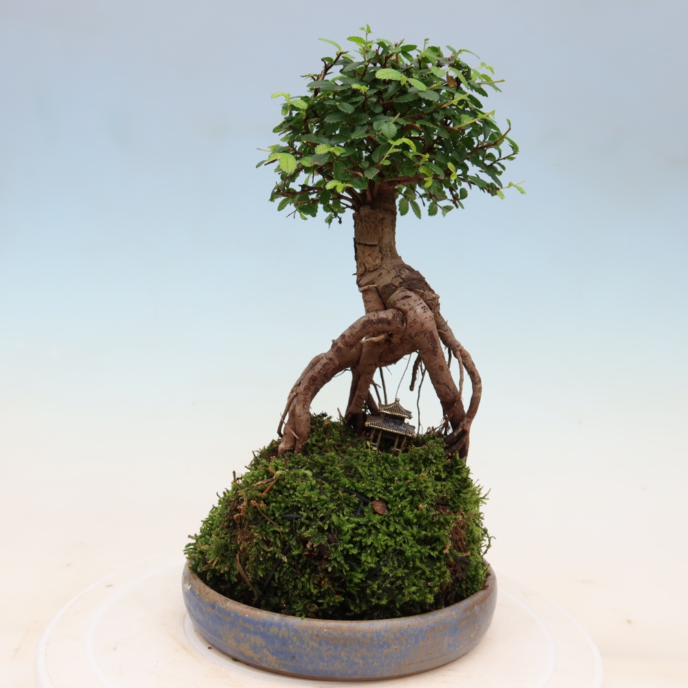 Kokedama z podstawką – Ulmus parvifolia – wiąz drobnolistny