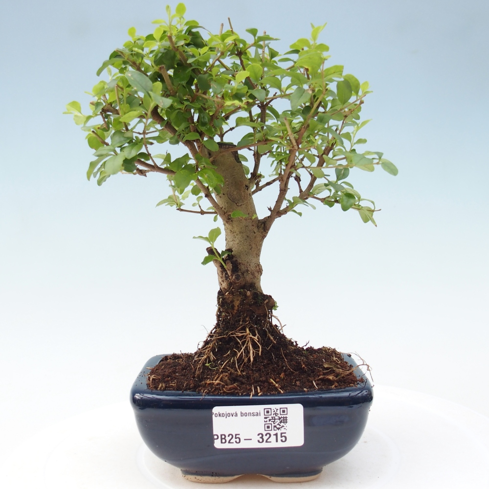 Pokój bonsai - Ligustrum chinensis - Dziób ptaka