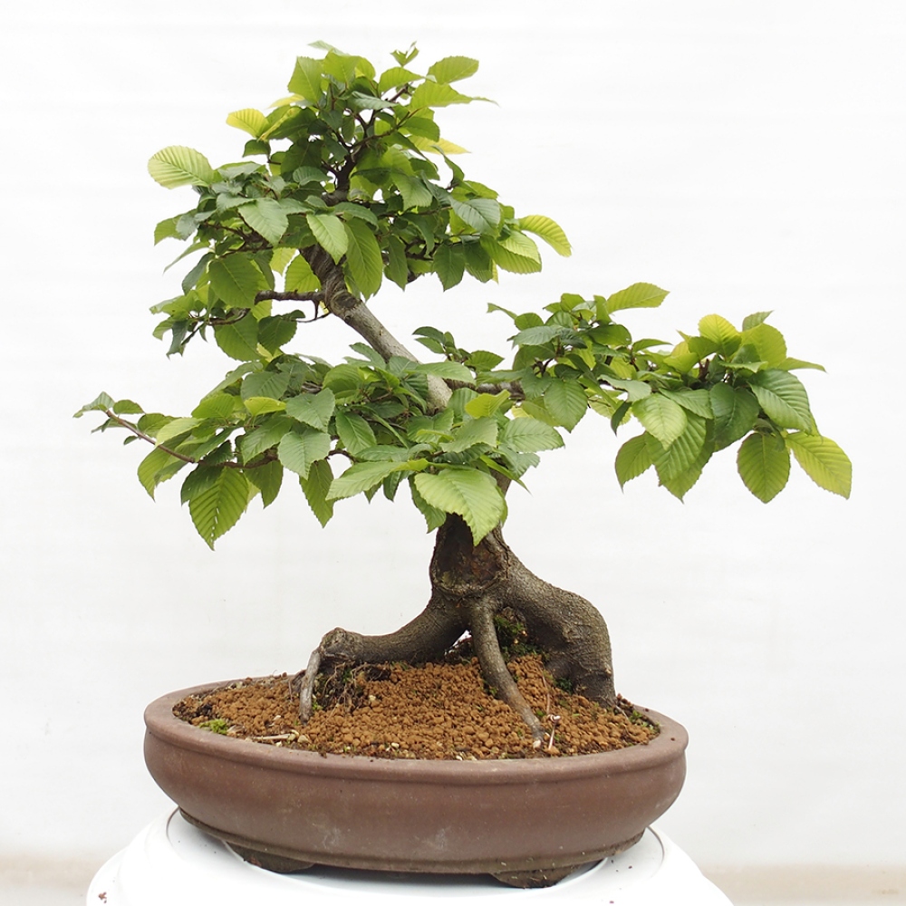Bonsai zewnętrzne - Grab - Carpinus betulus
