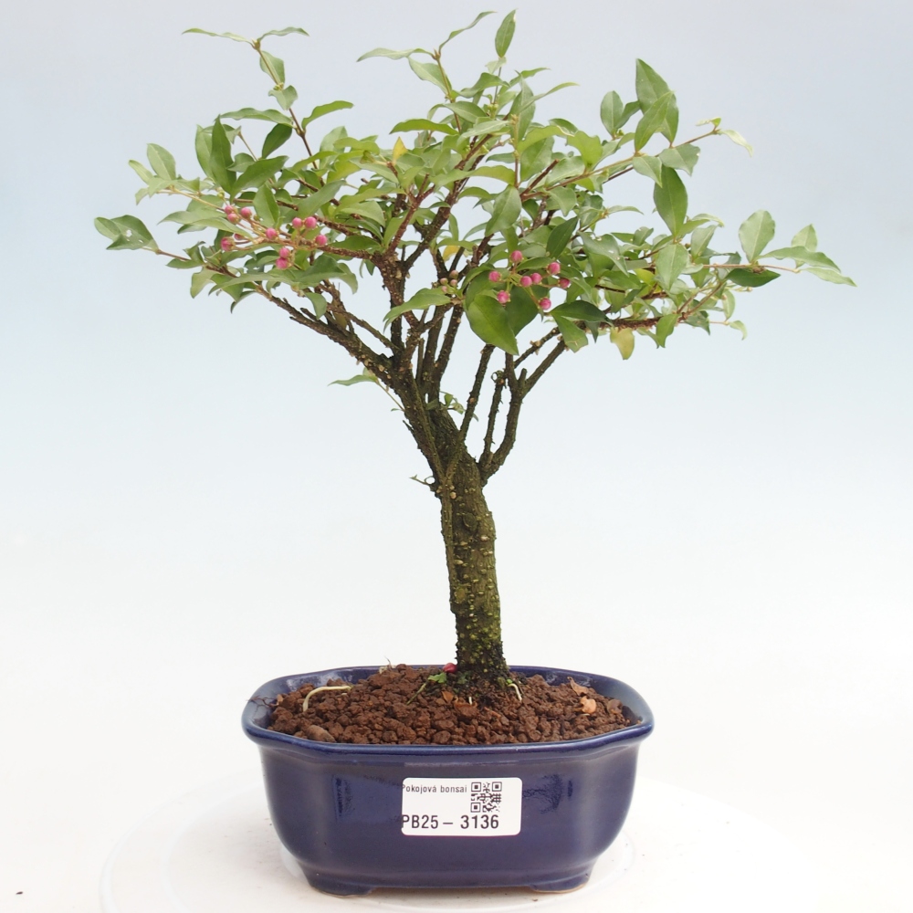 Bonsai pokojowe - Malpighia coccigera - Wiśnia Barbdorska