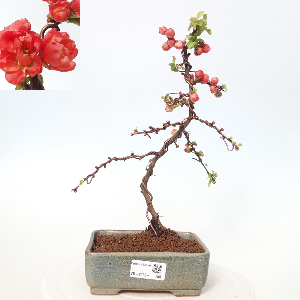 Outdoor bonsai - Chaneomeles s. Red Joy - Pigwa