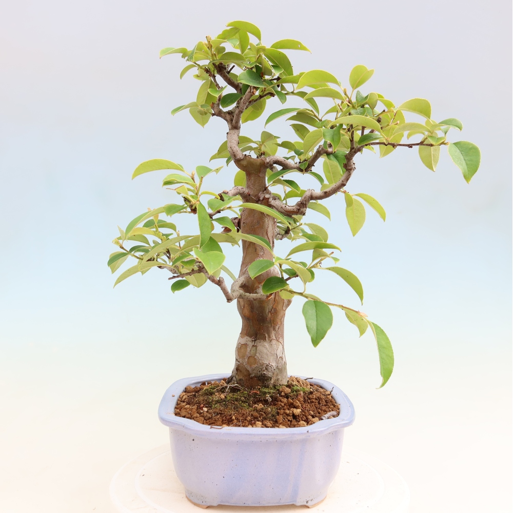 Outdoor bonsai - Pseudocydonia sinensis - pigwa chińska