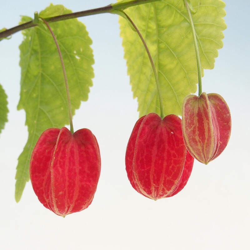 Abutilon Big Bell - Dzwonek rzeczny w pojemniku