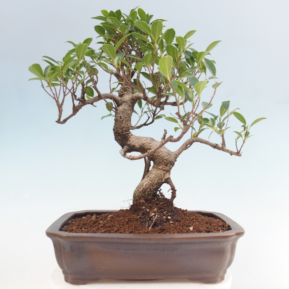 Pokój bonsai - Ficus kimmen - figowiec drobnolistny