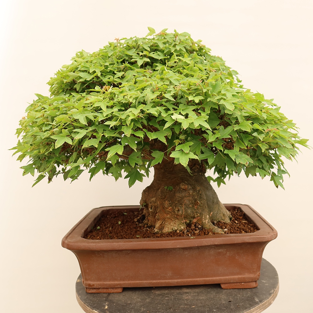 Outdoor bonsai - Klon burgeryjski - Acer burgerianum