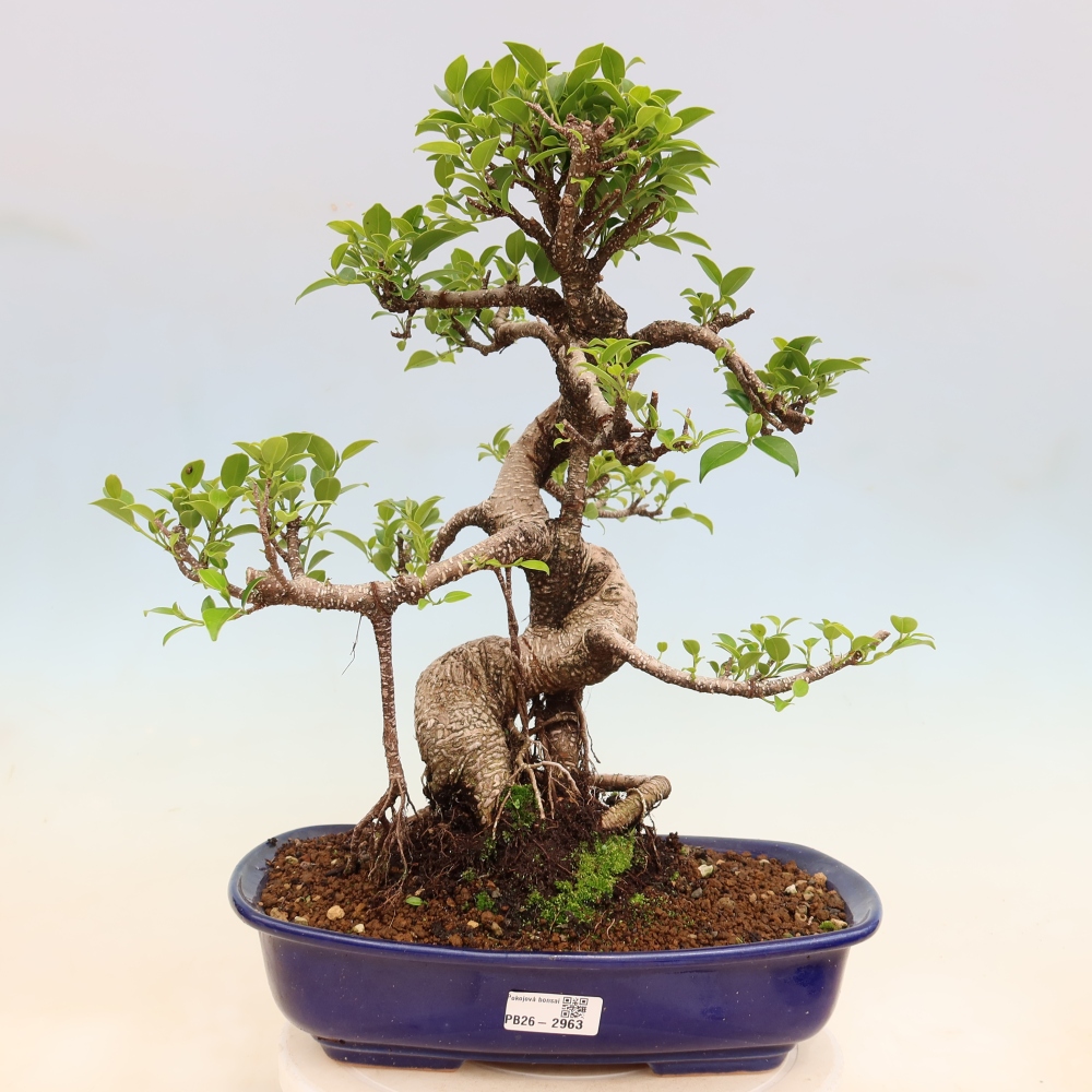 Pokój bonsai - Ficus kimmen - figowiec drobnolistny