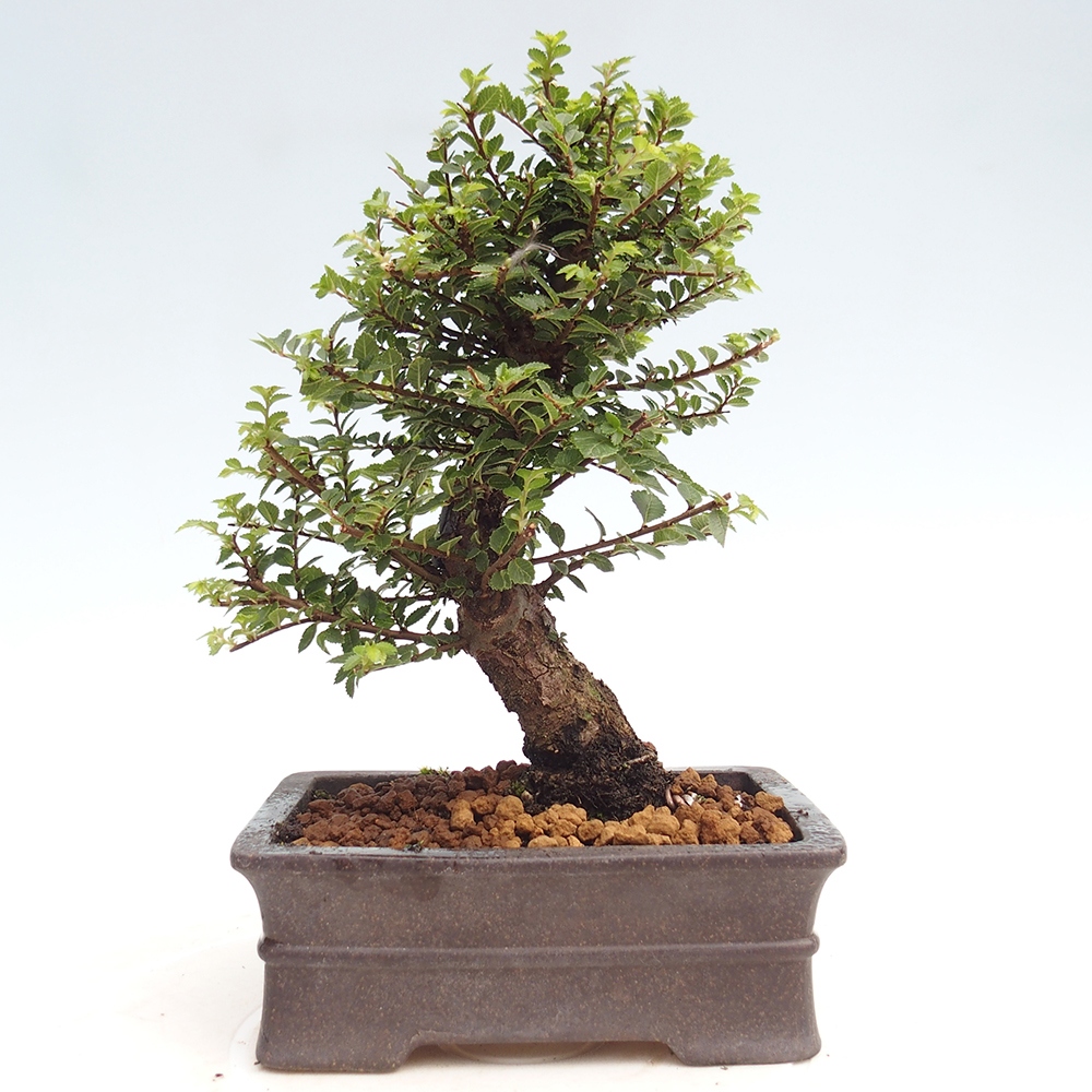 Bonsai zewnętrzne - Ulmus parvifolia Hokkaido - wiąz chiński