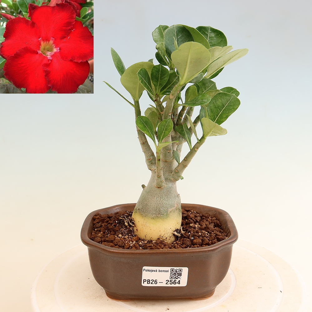 Bonsai pokojowe – Adenium obesum Red Star – Róża pustynna