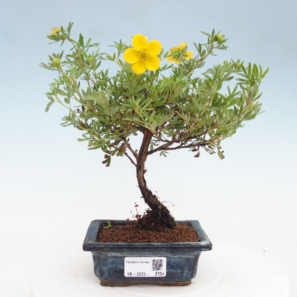 Outdoor bonsai-Pięciolistnik - Potentila fruticosa żółty Ptak