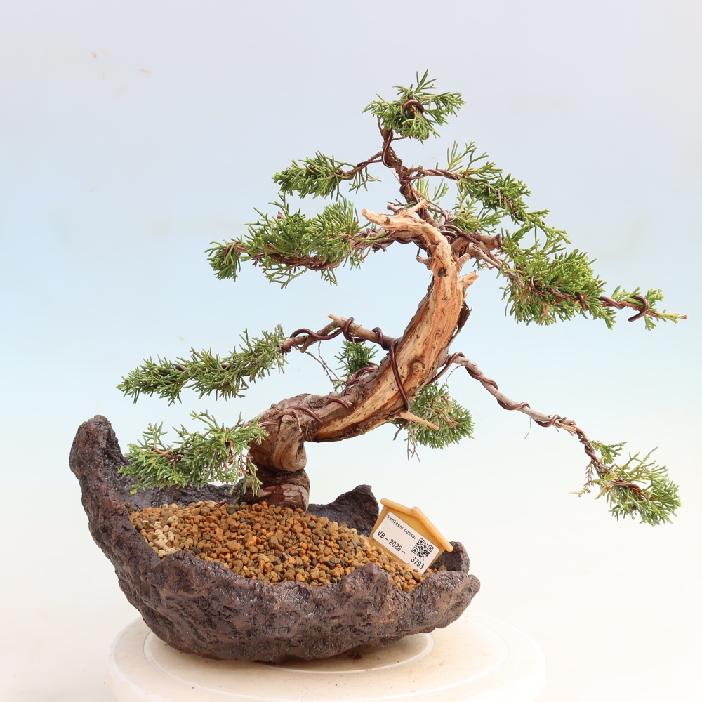 Bonsai ogrodowe – Juniperus chinensis Itoigawa – jałowiec chiński