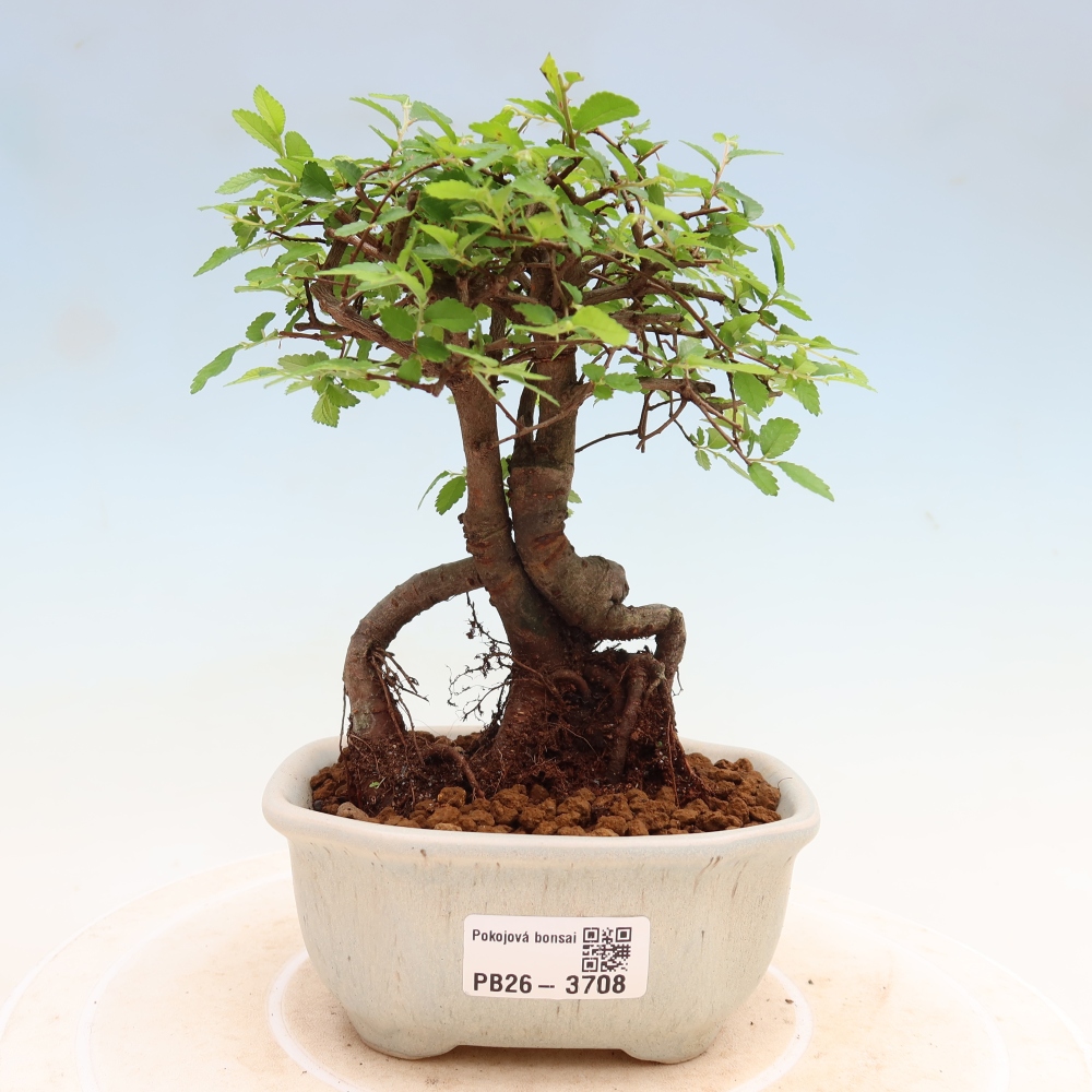 Pokój bonsai - Ulmus parvifolia - Wiąz drobnolistny