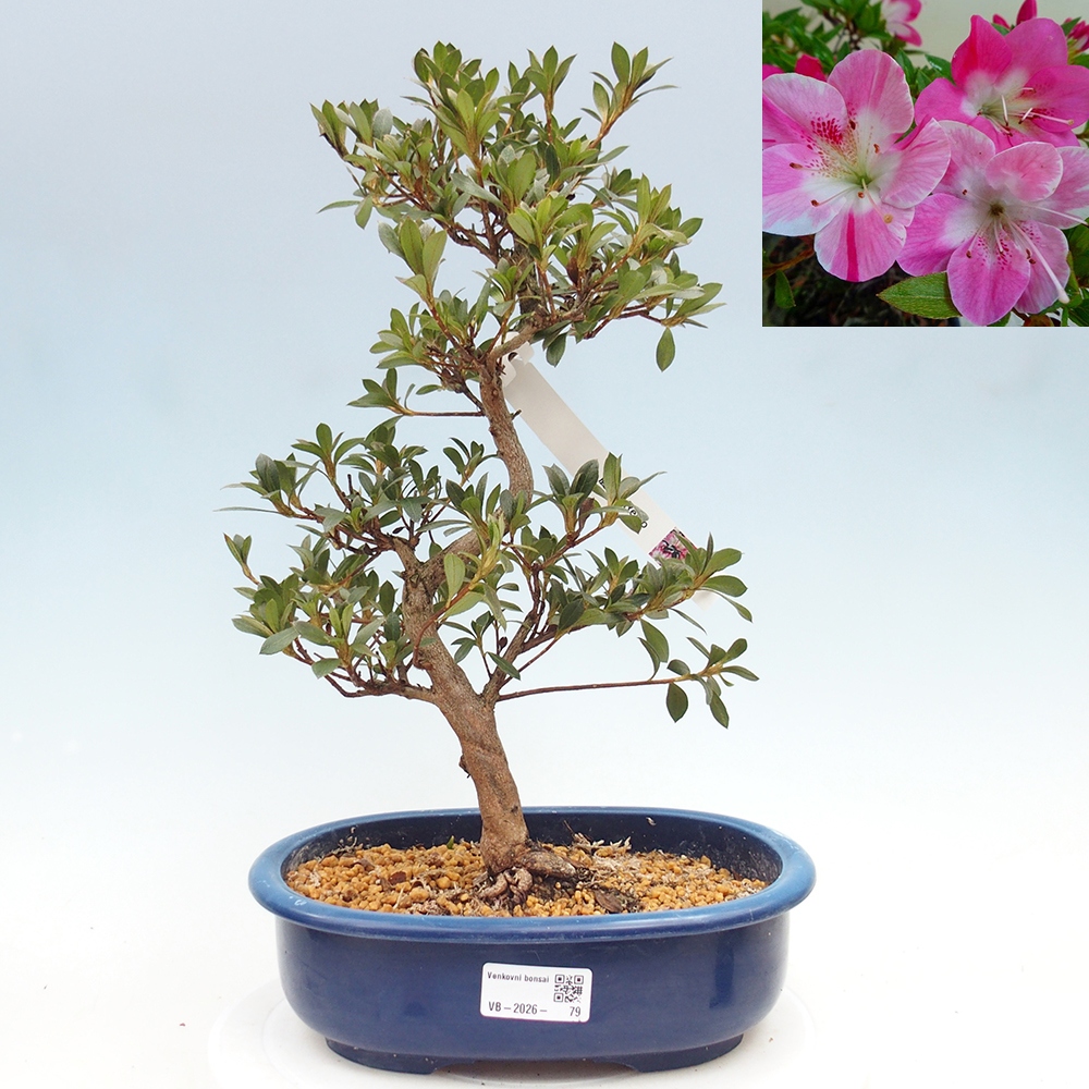Bonsai zewnętrzne - Azalia japońska - Azalia Reiko