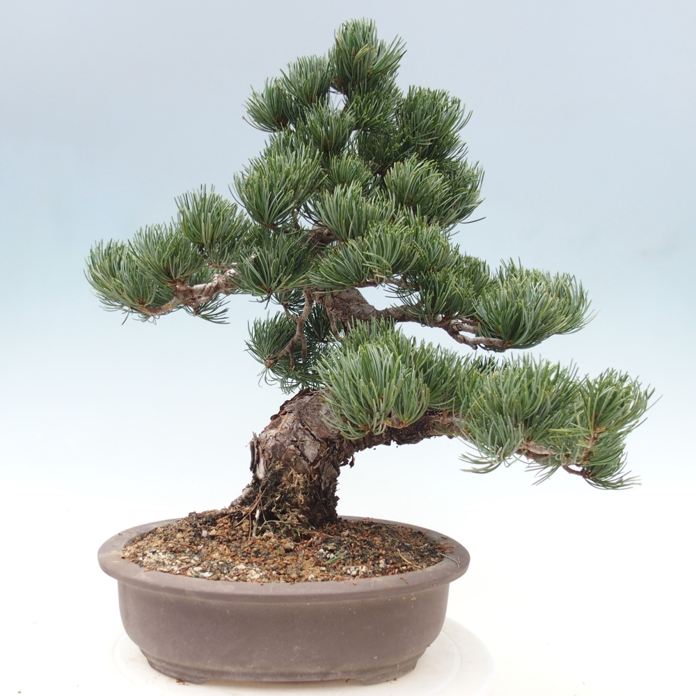 Outdoor bonsai - Pinus parviflora - Mała sosna