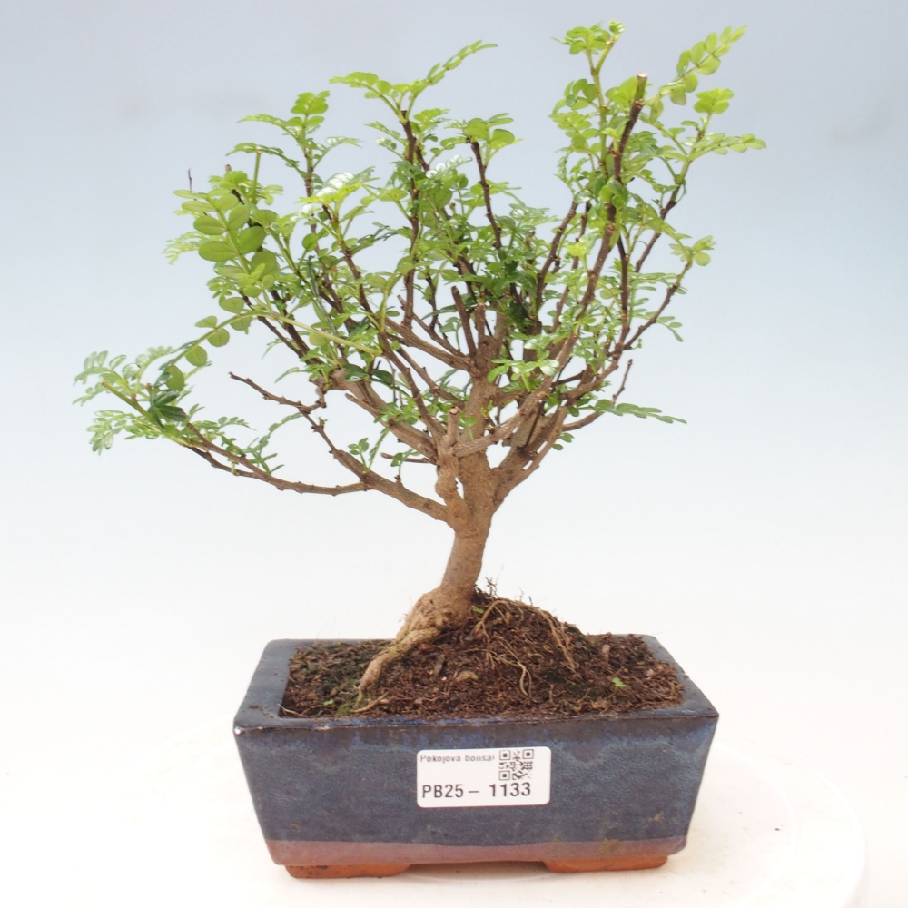 Kryty bonsai - Zantoxylum piperitum - Mięta pieprzowa