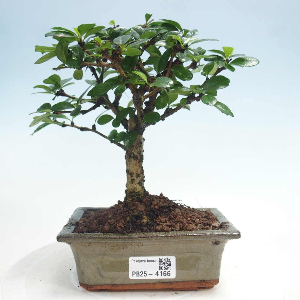 Bonsai pokojowe - Carmona macrophylla - Tea fuki