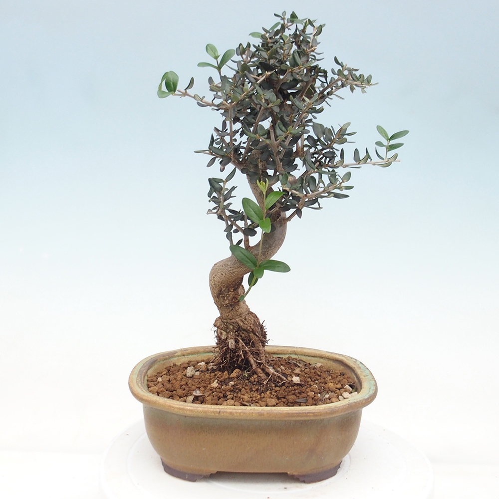Bonsai do wnętrz - Olea europaea sylvestris