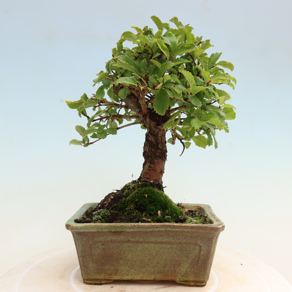Bonsai zewnętrzne - Zelkova - Zelkova NIRE