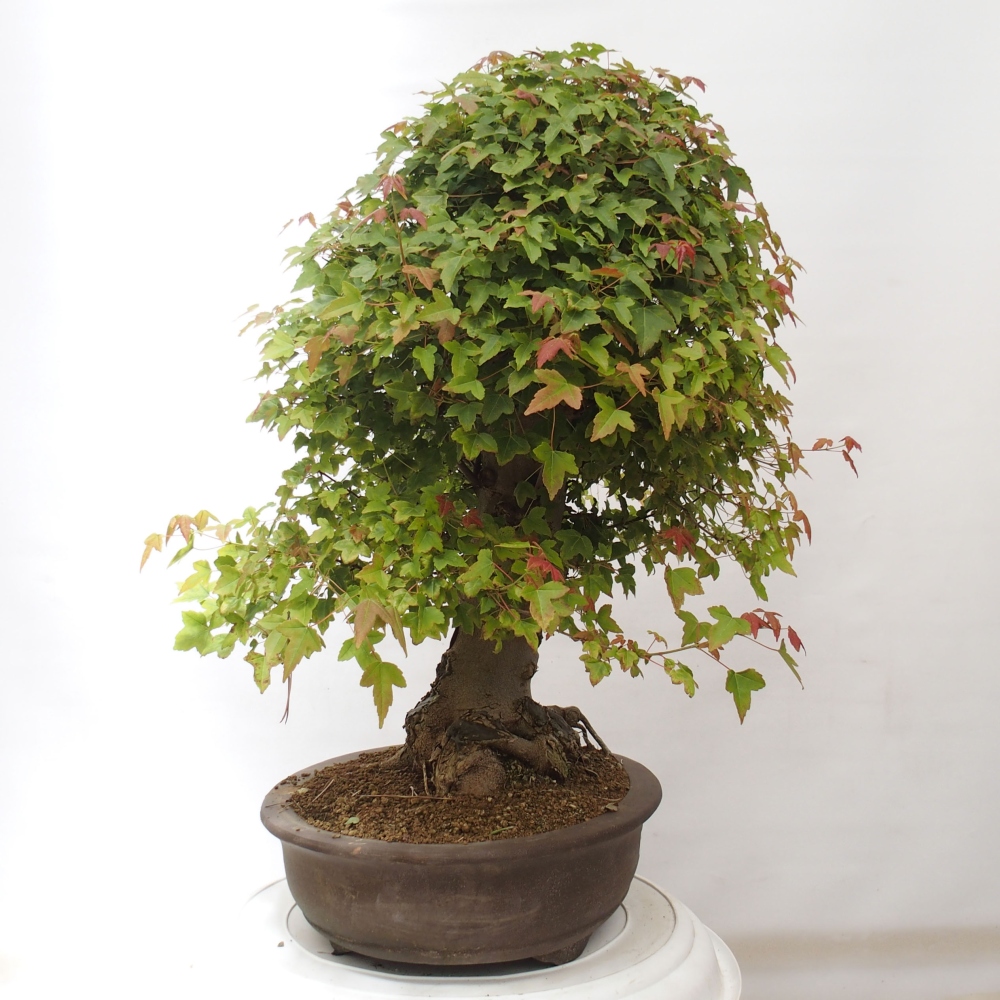 Outdoor bonsai - Maple Buergerianum - Burger Maple