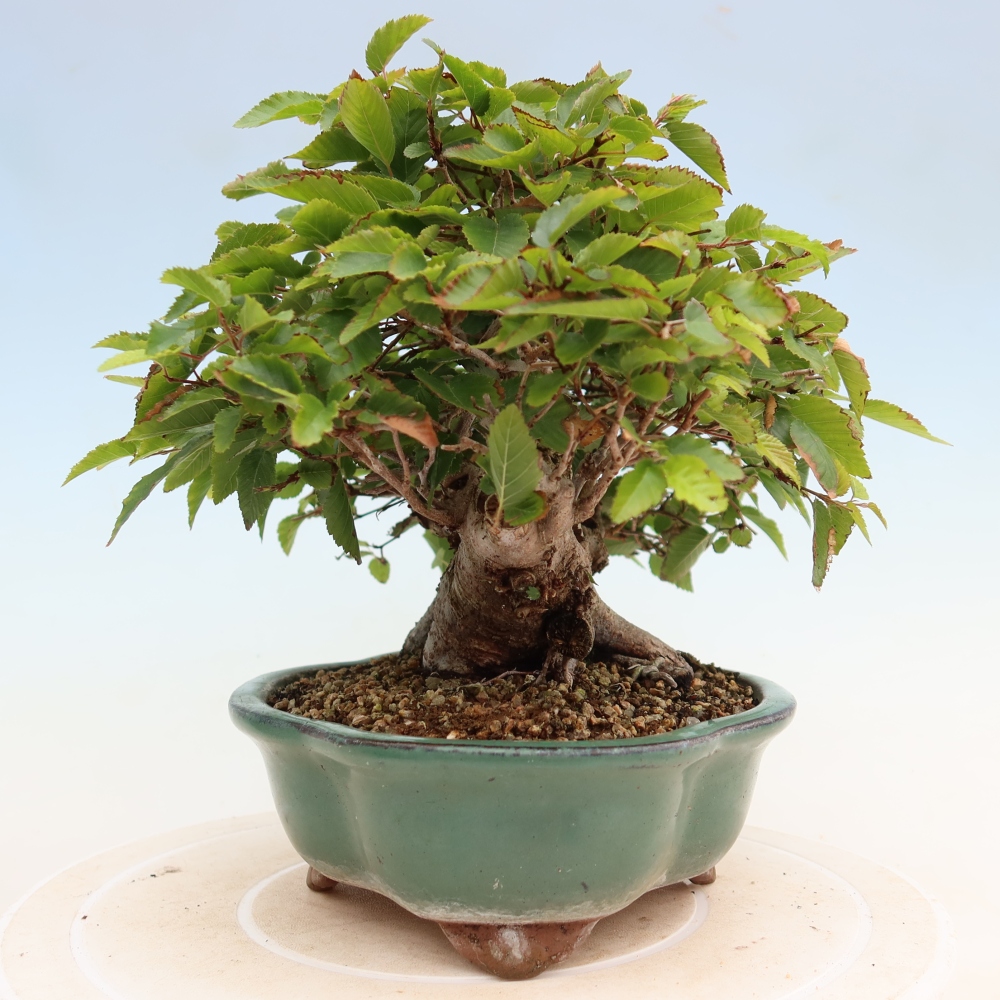 Outdoor bonsai - Carpinus coreana - grab koreański
