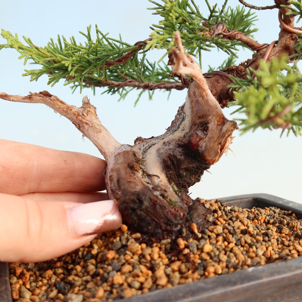 Outdoor bonsai - Juniperus chinensis Itoigawa - Jałowiec chiński
