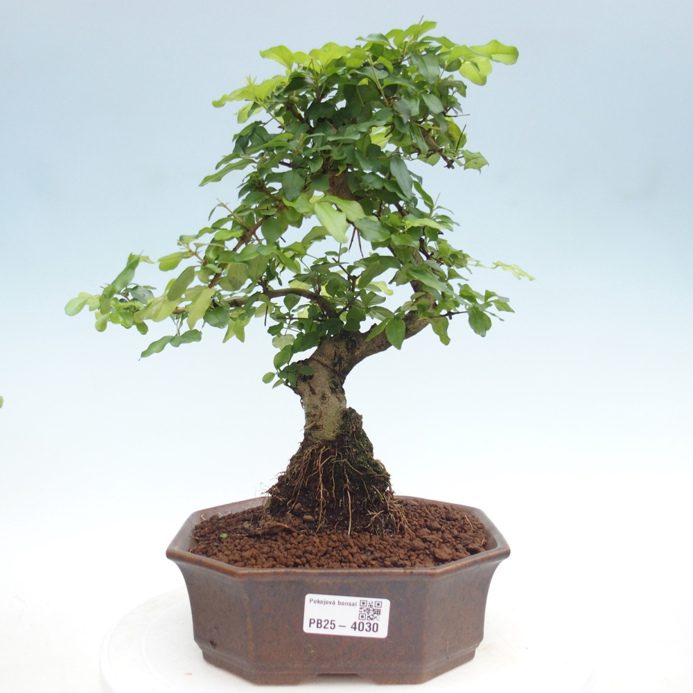 Pokój bonsai - Ligustrum chinensis - Dziób ptaka